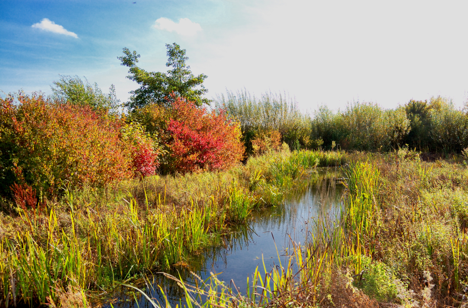 Embrace the restorative power of wild wetland nature this autumn